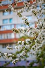 цветущая яблыня в городе,blooming apple tree in the city,flower, spring, blossom, tree, nature, white, flowers, plant, branch, garden, green, cherry, beauty, bloom, blooming, leaf, macro, sky, apple, 