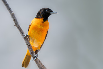 Closeup of a Baltimore Orioles bird