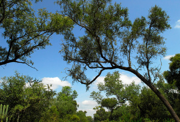 Flora Santiago del Estero