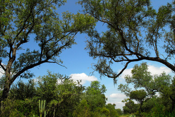 Flora Santiago del Estero