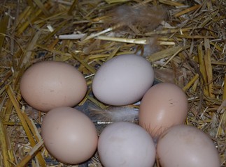 Six freshly laid eggs in various shades amongst straw in a henhouse.