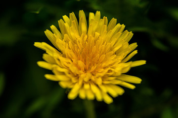 macro flower nature plant yellow