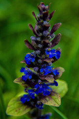 macro flower nature plant blue