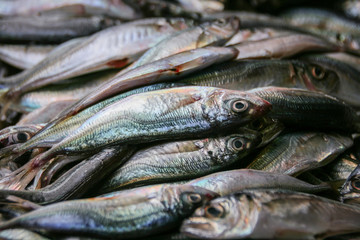 Sardina fresca en el Mercado do Bolhão, Oporto, Portugal