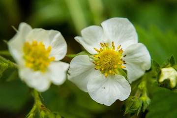 Obraz premium macro flower nature plant white