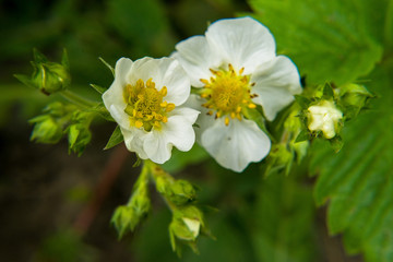 macro flower nature plant white