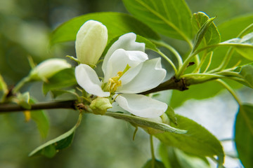 Apple tree nature macro green