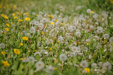 одуванчики,dandelions,