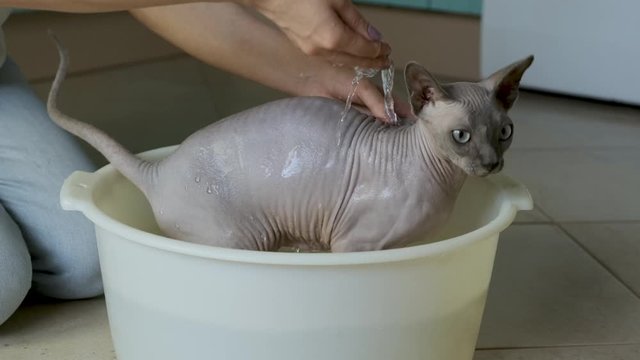 The owner is washing her cute lilac sphinx Daenerys in basin. She is washing cats face and body.