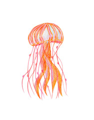 Beautiful red blue medusa isolated on white background. Watercolor hand drawn illustration in realistic style. Deep sea and ocean water animal - jellyfish. Concept of diving, swimming, oceanarium.