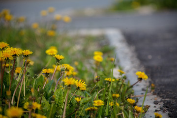 Мать и мачиха в доль тратаура,Mother and machiha share the mourning,flower, field, nature, spring, yellow, meadow, dandelion, flowers, grass, summer, green, plant, blossom, sky, landscape, beauty, 