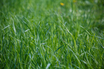 зелёная трава,green grass,