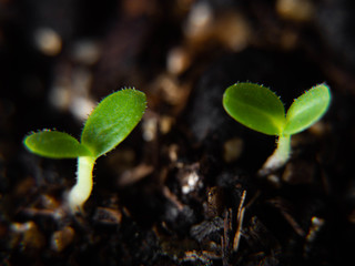 green sprout growing in soil