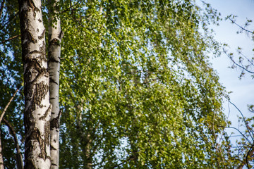 Fototapeta premium берёзы,birch,