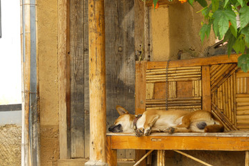 Sleeping dog 