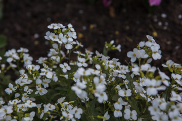 белые цветы в огороде,white flowers in the garden,