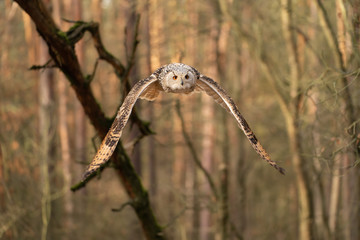 Siberian eagle owl flying in the forest. Bubo bubo sibricus.