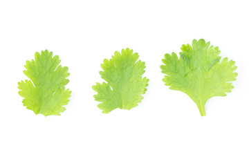 Flat lay of fresh green coriander leaves isolated on white background, Top view and soft focus
