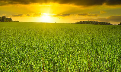 Field with grain against the background of the setting sun. The concept of growing plants, preparing food and meals. Field with freshly growing vegetation, agriculture.