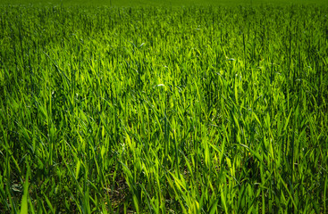 Grain field. The concept of growing plants, preparing food and meals. Field with freshly growing vegetation, agriculture.