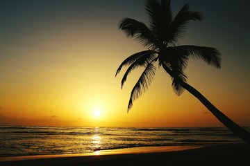 Fototapeta na wymiar Silhouette Palm Tree By Sea Against Sky During Sunset