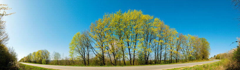 flowering trees in spring