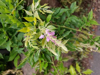 purple flower