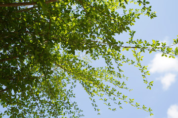 between the leaves of a fast-growing hedge (Ulmus pumila) is a blue sky and a white cloud