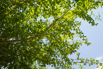 Fototapeta na wymiar among the leaves of a fast-growing hedge (Ulmus pumila) is the blue sky