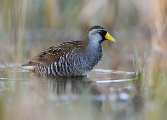 Sora Rail or Sora Crake Foraging on the Pond in Spring