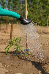 In the home kitchen garden, the farmer irrigates tomato seedlings in the spring using a green watering can. Backyard cultivation. Europe Hungary