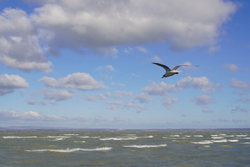 seagull flies over the rippling water in the blue sky among the white clouds. Creative natural background