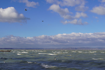 Beautiful windy day on Lake Balaton. rippling water with gray clouds and blue sky. Seagulls fly in...