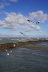 Seagulls on the waterfront fly in the sky among the clouds and the water ripples in the strong wind. natural background, sea landscape with seagulls