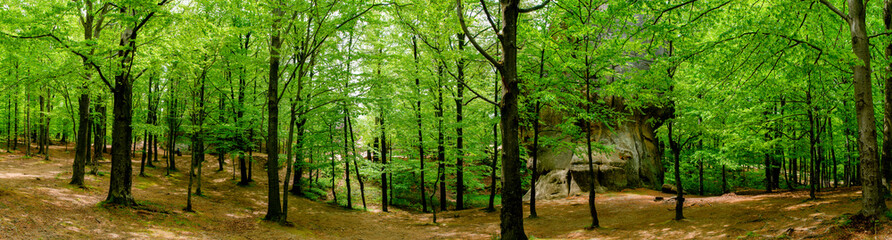 Fototapeta na wymiar Photo of beautiful green forests. Spruces and trail in the forest. Summer mountain background. Park near the rocks in the forest