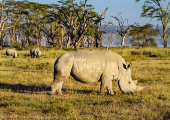 Fototapeta premium White rhinoceros at Lake Nakuru National Park