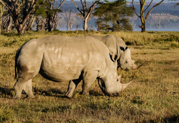 Obraz premium White rhinoceros at Lake Nakuru National Park