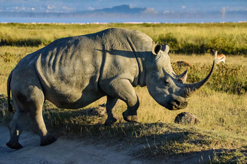 Fototapeta premium White rhinoceros at Lake Nakuru National Park