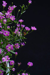 Fototapeta na wymiar gypsophila flower