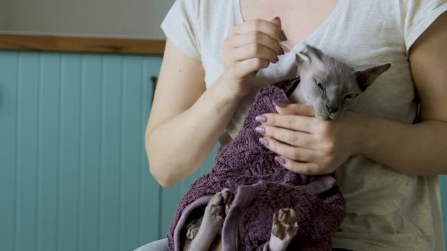 Woman is cleaning ears of her cute lilac cat sphinx Daenerys with ear sticks after bathing