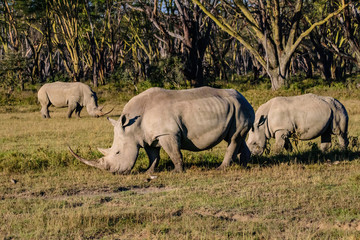 White rhinoceros at Lake Nakuru National Park