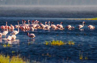 Naklejka premium Flamingos at Lake Nakuru National Park