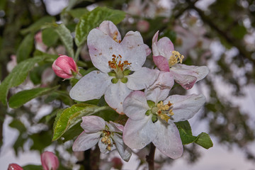 Flowers of apple tree after rain.