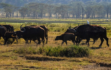 African buffalos at Lake Nakuru National Park