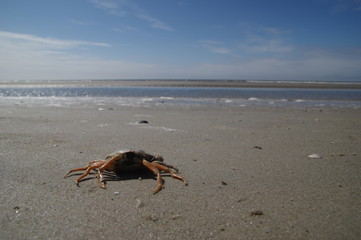 Tote Krabbe am Nordseestrand