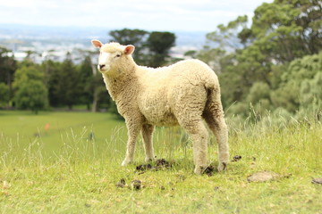Obraz premium New Zealand sheep