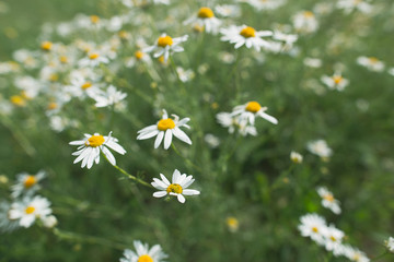Fototapeta premium Blooming wildflower of Matricaria chamomille, on a summer day.