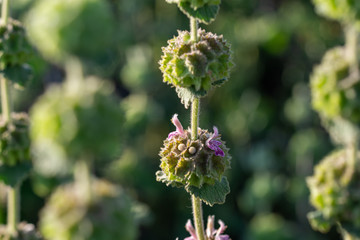 Small purple wildflowers on defocused green background illuminated by evening light