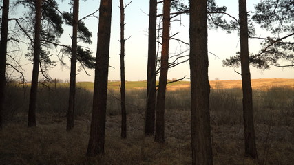 View at woodside between the pine tree trunks to countryside land. Sunny day's spring landscape with silhouettes of trees and bushes. On the ground is dry grass of last season.