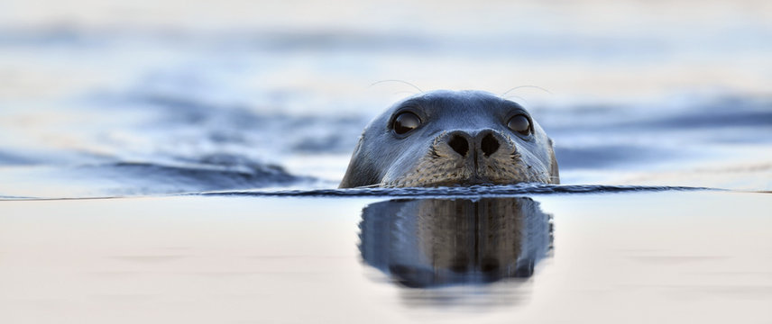 Swimming seal. The bearded seal, also called the square flipper seal. Scientific name: Erignathus barbatus. White sea, Russia.